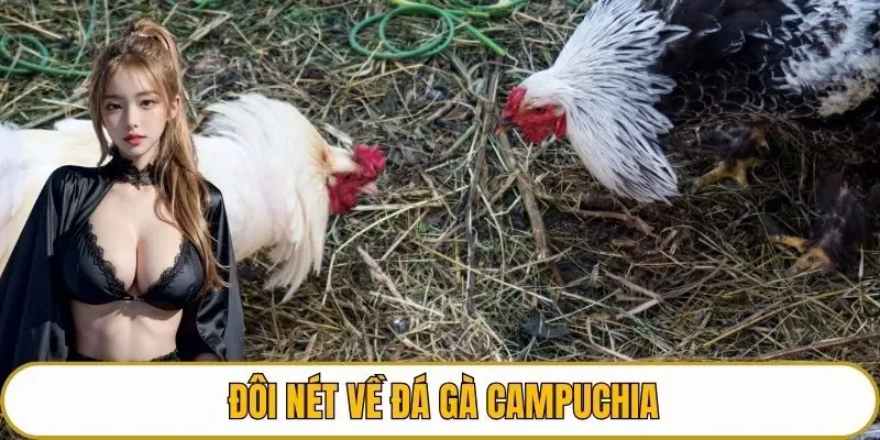 Đôi nét về đá gà Campuchia
