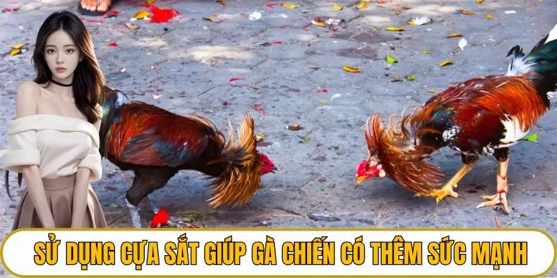 Sử dụng cựa sắt giúp gà chiến có thêm sức mạnh