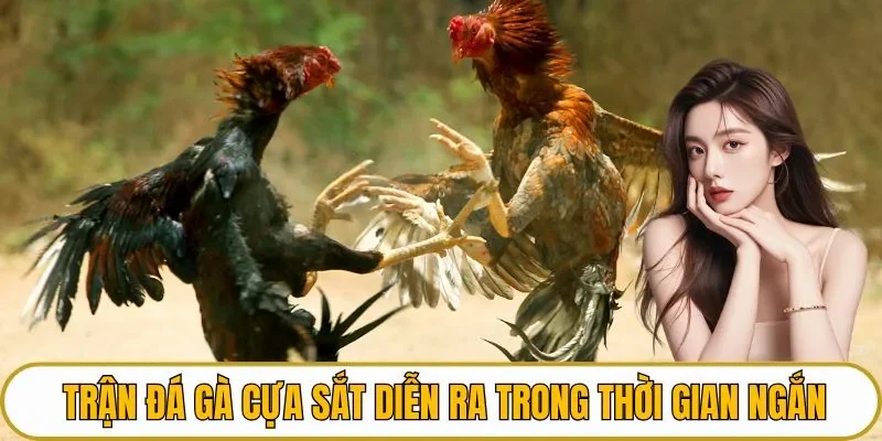Trận đá gà cựa sắt diễn ra trong thời gian ngắn